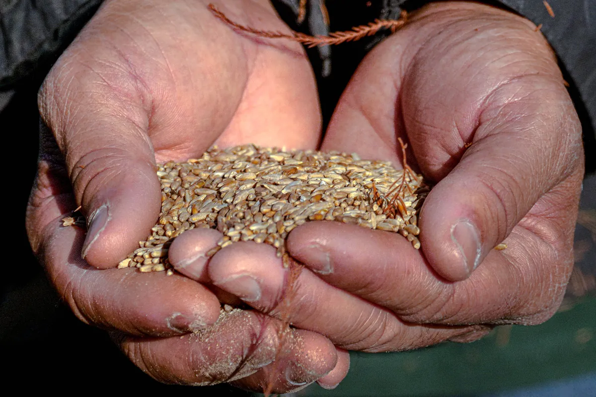 Hands holding cereal rye seed for a November cover crop