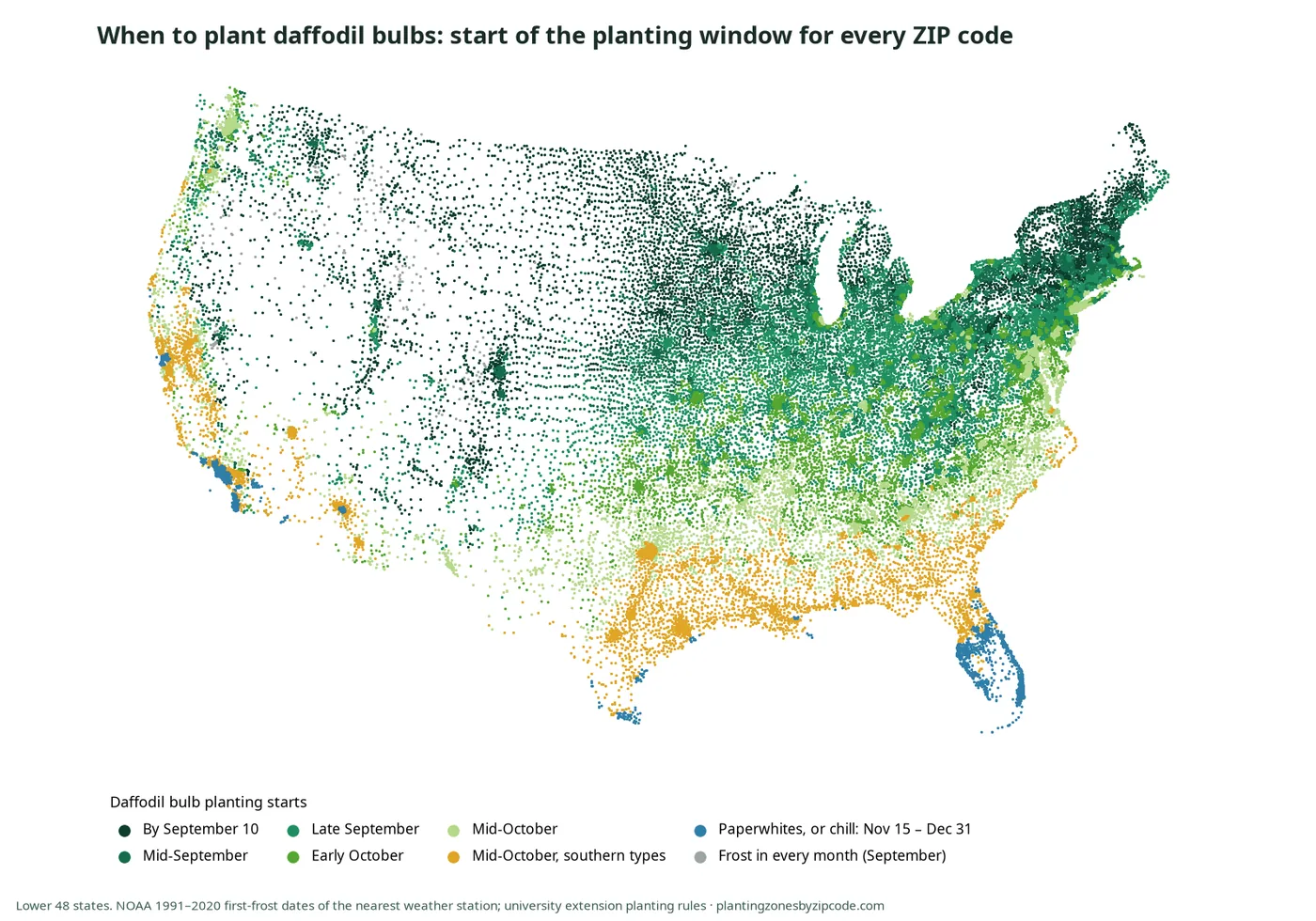 How to Find the Daffodil Planting Date for a ZIP Code: start of the daffodil bulb planting window by ZIP code