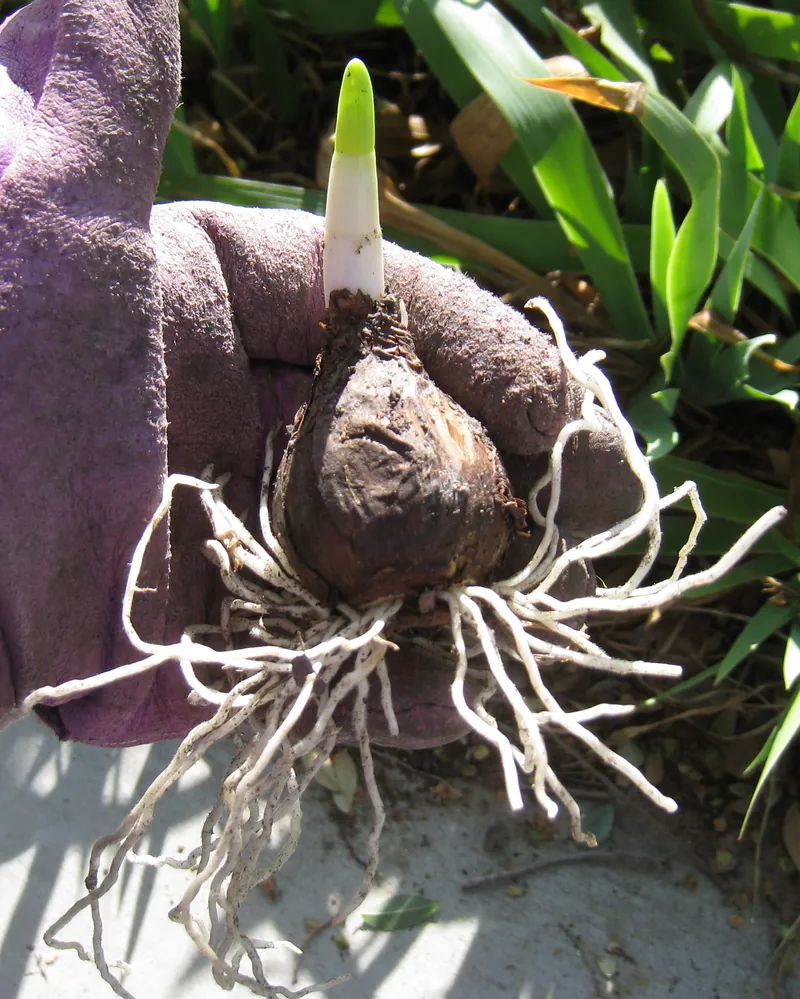 Why Are Daffodil Bulbs Planted in Fall: a daffodil bulb with roots and a new shoot