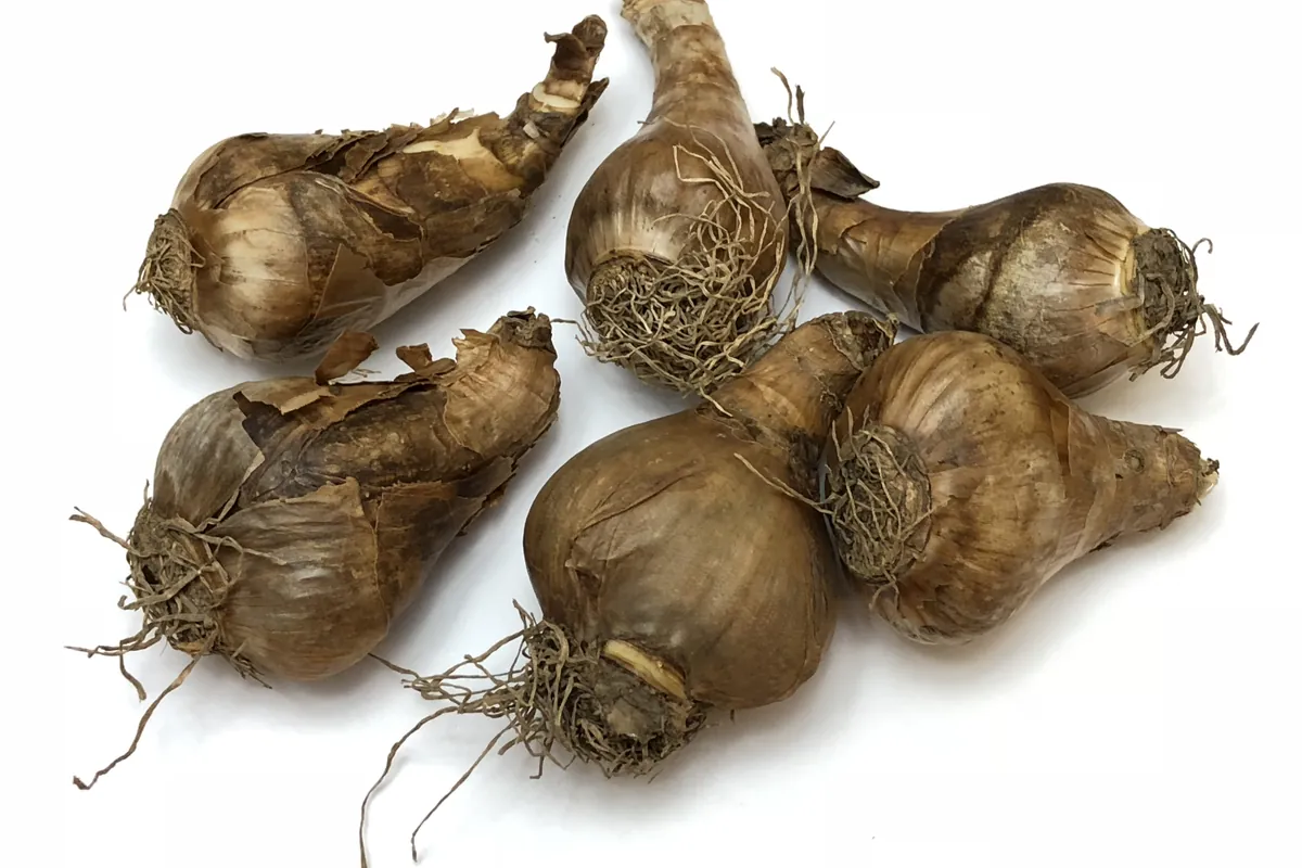 When to Plant Daffodil Bulbs: six Dutch Master daffodil bulbs ready for fall planting