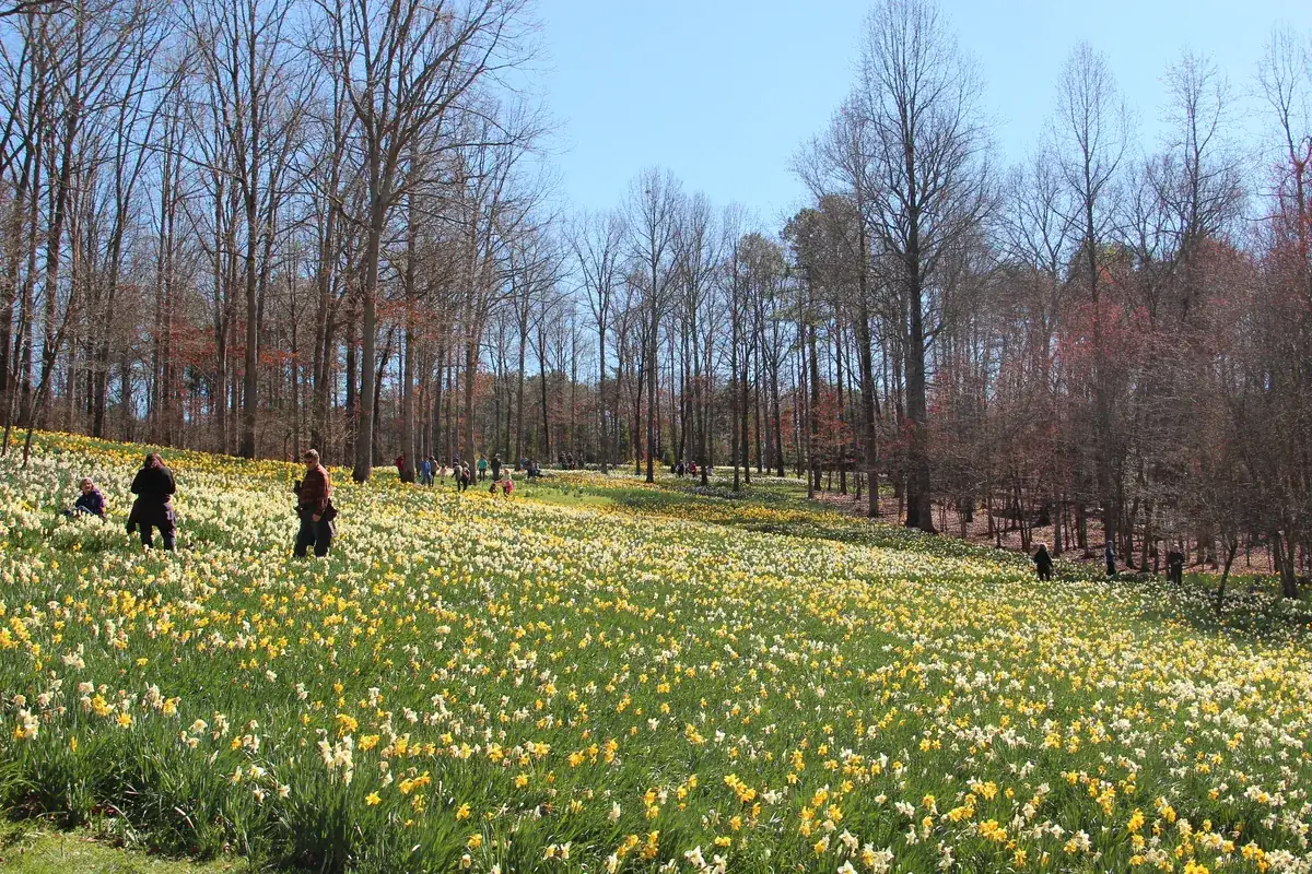 Which Daffodils Grow in the South: daffodils naturalized in a field at Gibbs Gardens, Georgia