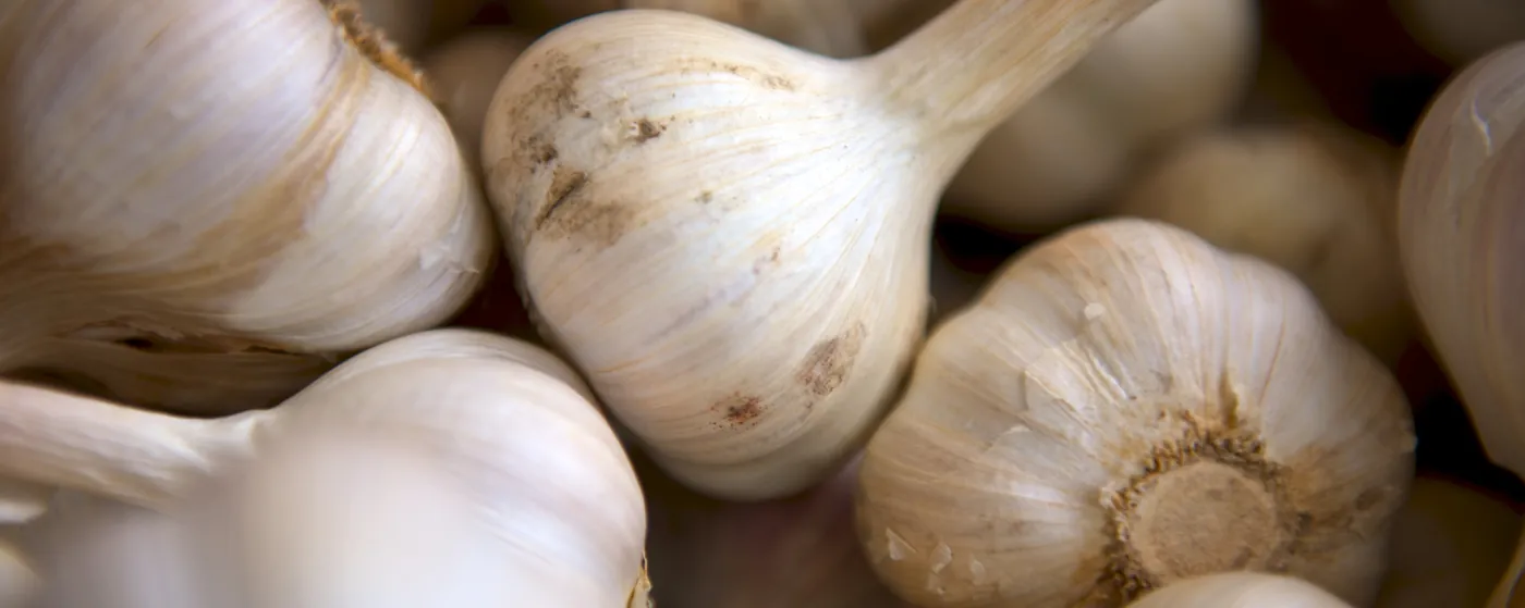 When to Plant Garlic: garlic bulbs ready to split into cloves for fall planting