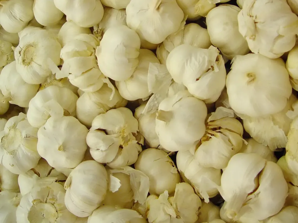 How Deep and How Far Apart to Plant Garlic Cloves