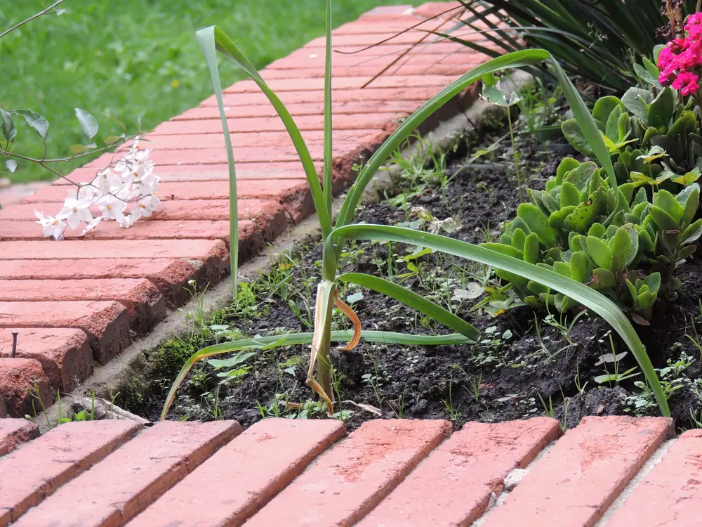 Why Is Garlic Planted in Fall: a garlic plant growing from a planted clove