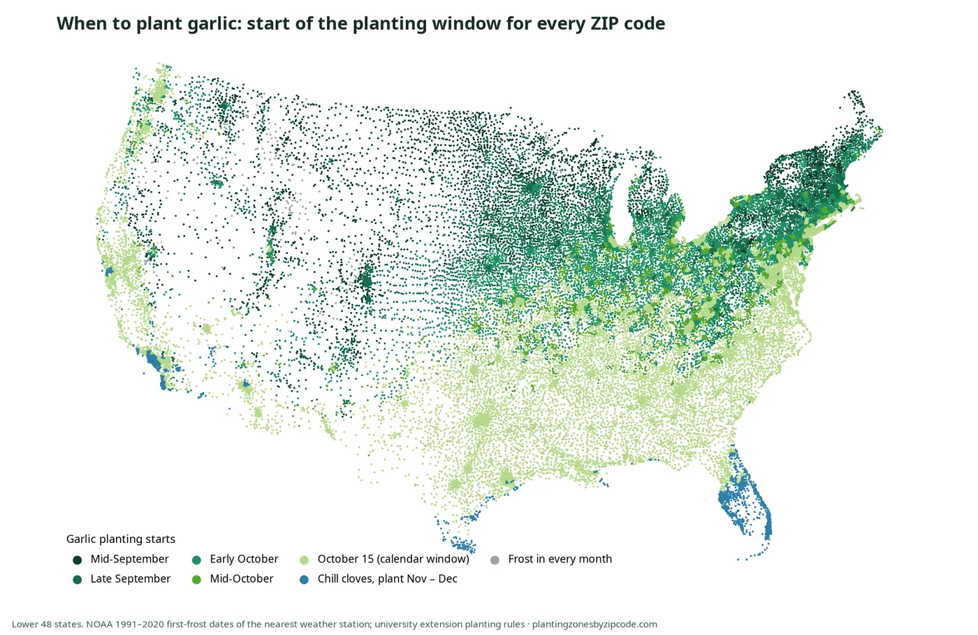 How to Find the Garlic Planting Date for a ZIP Code