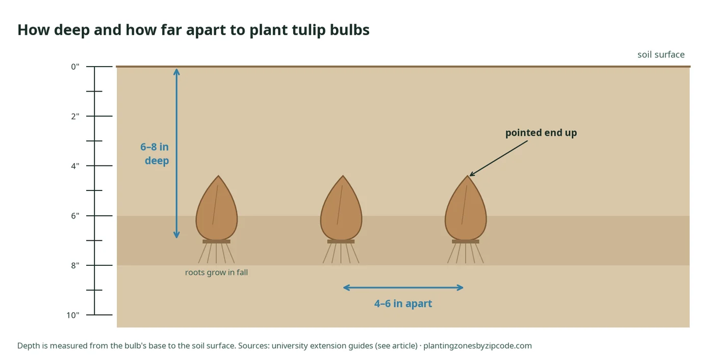 How Deep to Plant Tulip Bulbs: 6–8 inches deep, 4–6 inches apart, pointed end up