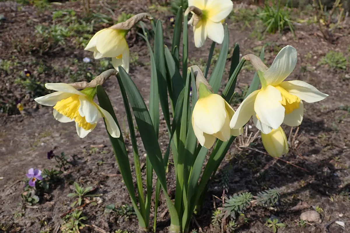 When Do Daffodils Bloom: 'Ice Follies' daffodils in bloom in spring