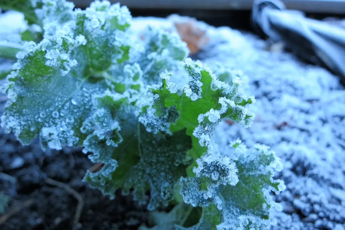 Kale covered in frost in a November vegetable garden