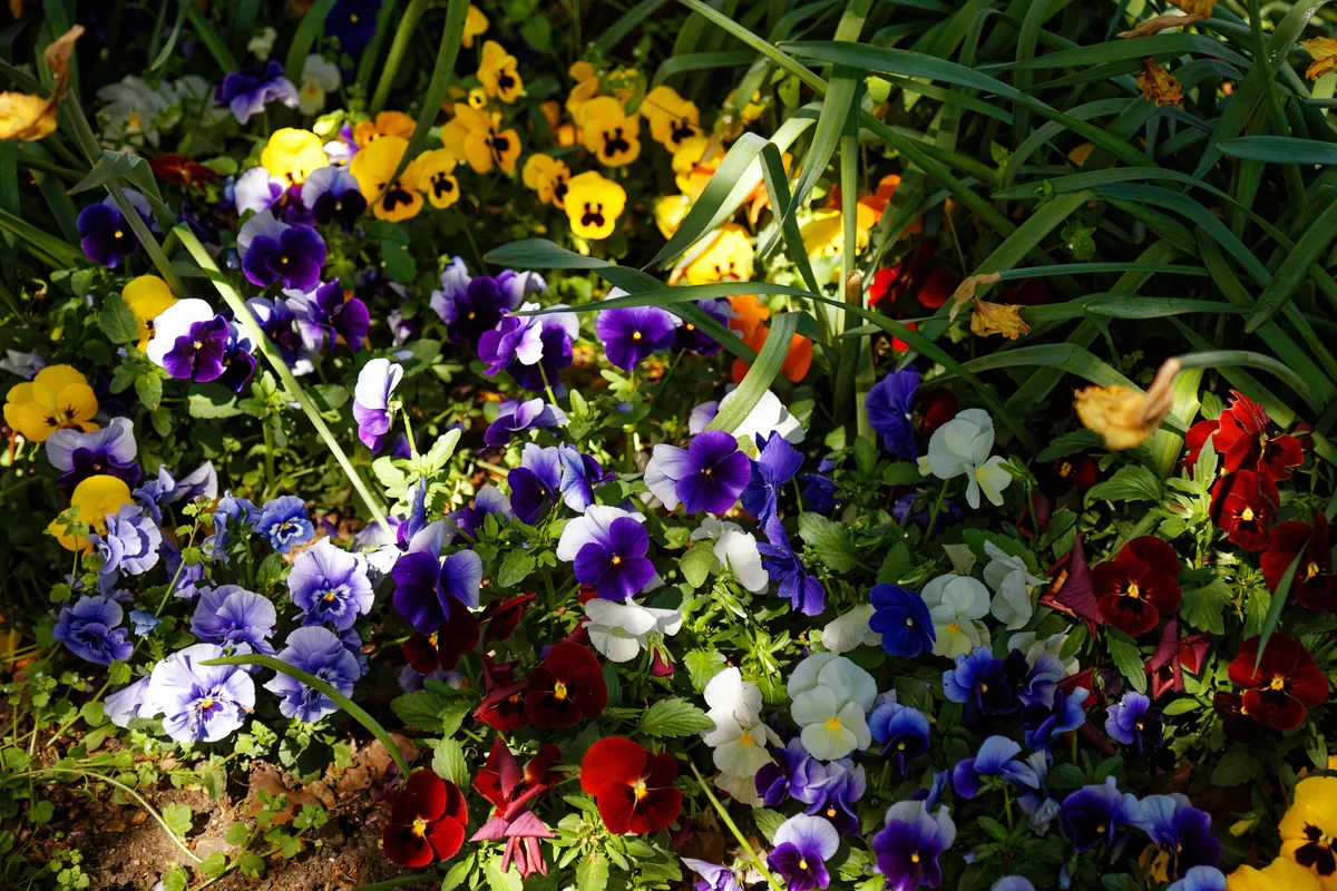 Pansies and violas, cool-season flowers to plant in November in Zones 7–10