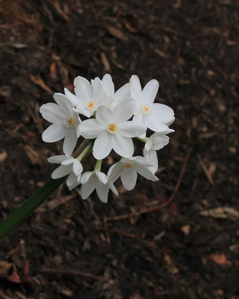 Paperwhite narcissus, a tazetta daffodil that blooms without winter chilling