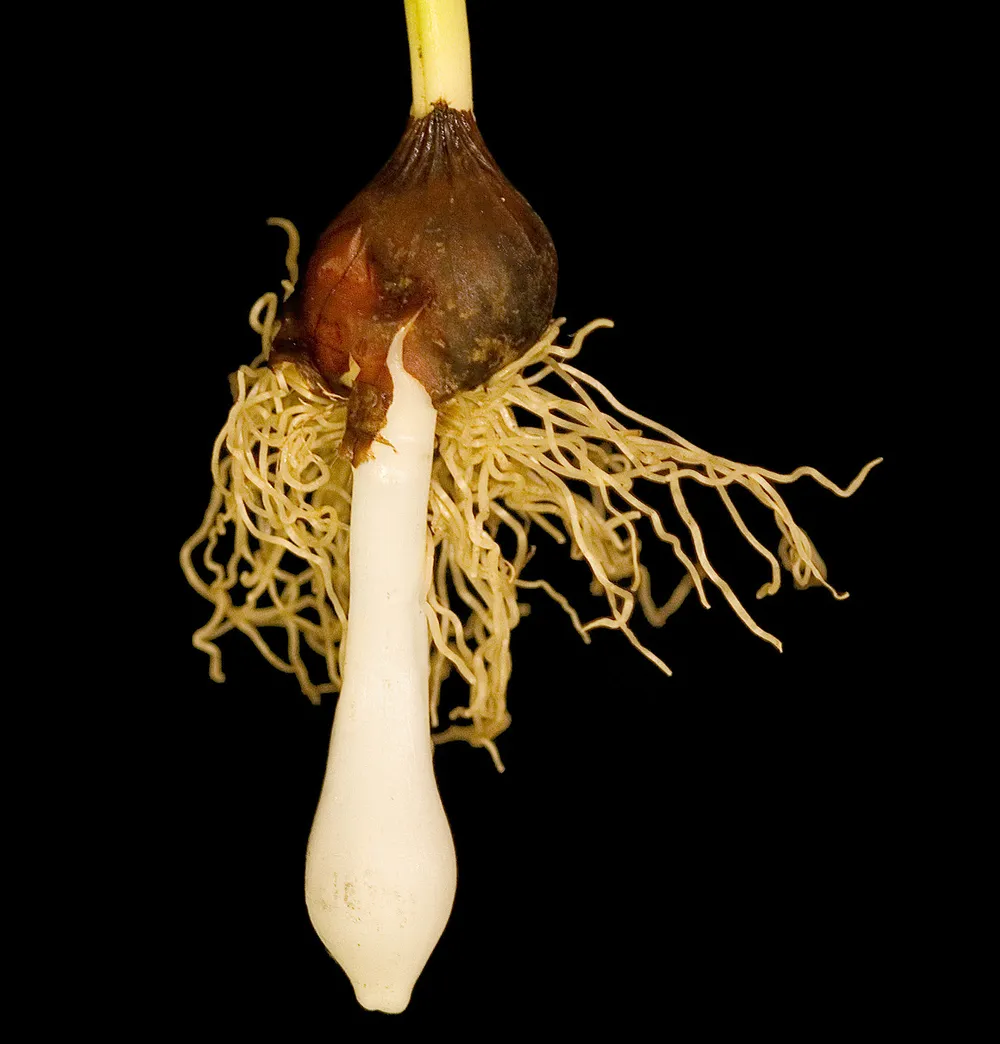 Why Are Tulip Bulbs Planted in Fall: a tulip bulb with roots growing from its base