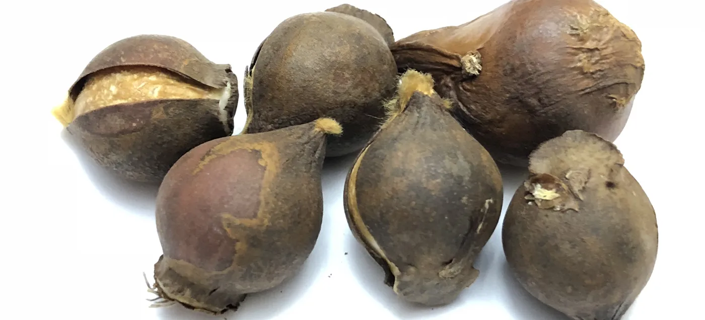 When to Plant Tulip Bulbs: dry tulip bulbs ready for fall planting