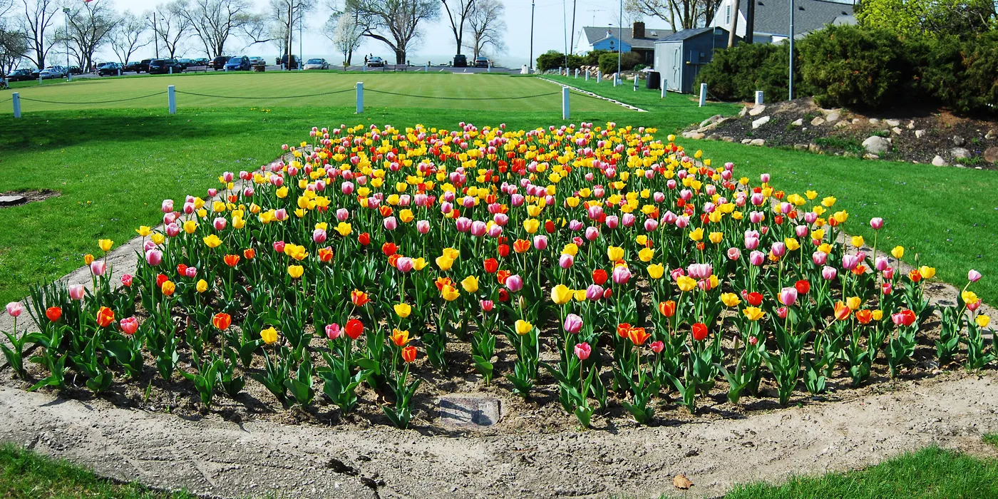 When Do Tulips Bloom: tulip bed in bloom in spring at Lakeview Park, Lorain, Ohio