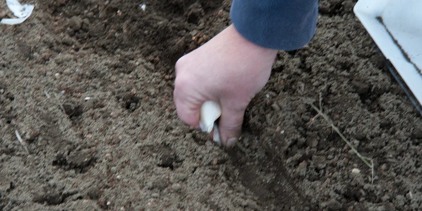 What to plant in November: a gardener planting garlic cloves in a fall bed