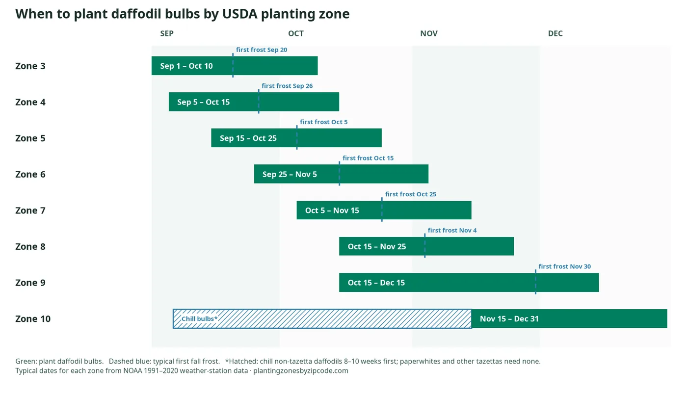 When to Plant Daffodil Bulbs by USDA Zone