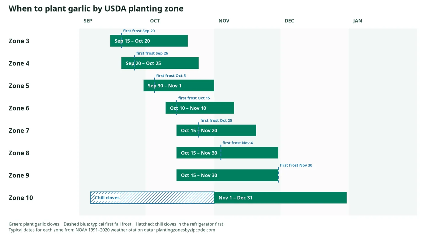 When to Plant Garlic by USDA Zone