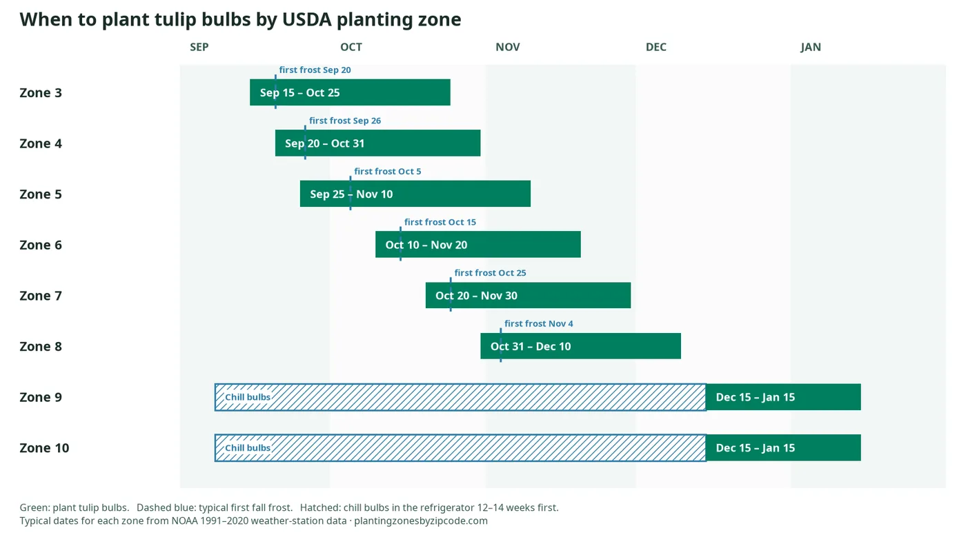 When to Plant Tulip Bulbs by USDA Zone